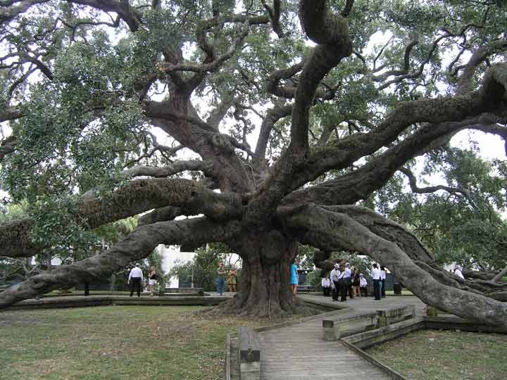 The Treaty Oak